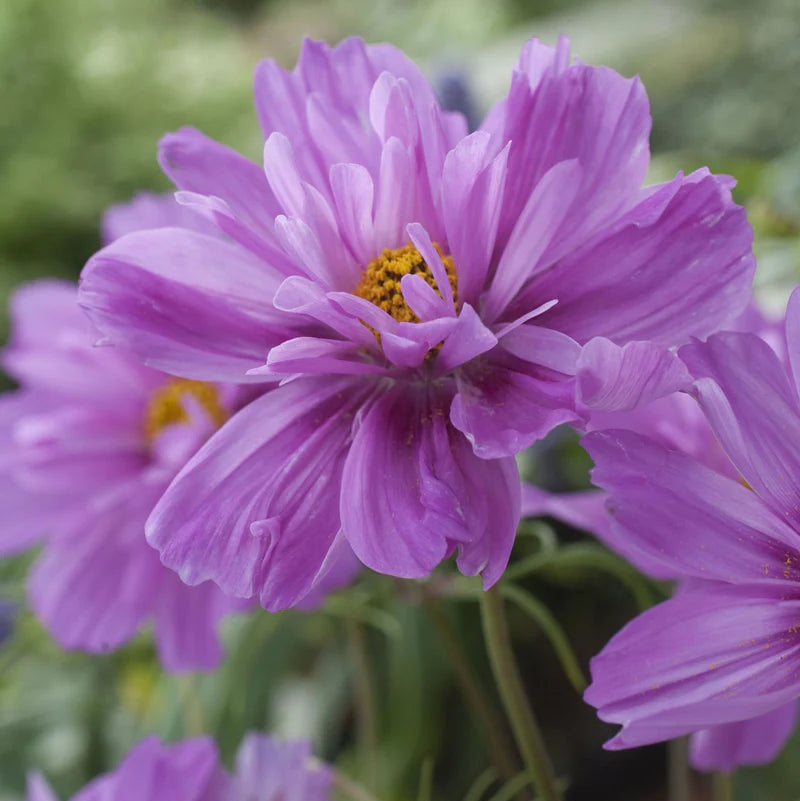 Cosmos ‘Fizzy Pink’ Seeds