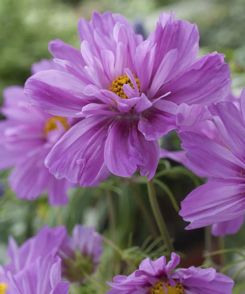 Cosmos ‘Fizzy Pink’ Seeds