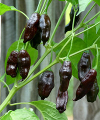 Chilli 'Machu Pichu' Seeds