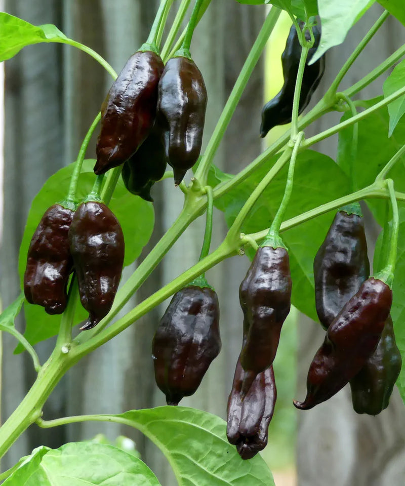 Chilli 'Machu Pichu' Seeds