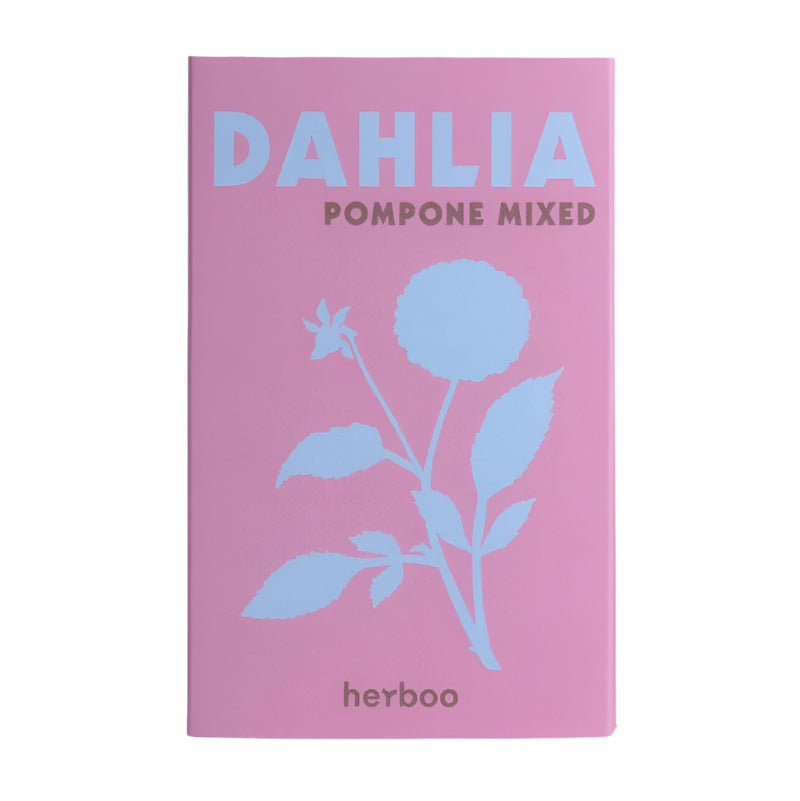 Dahlia ‘Pompone Mixed’ Seeds