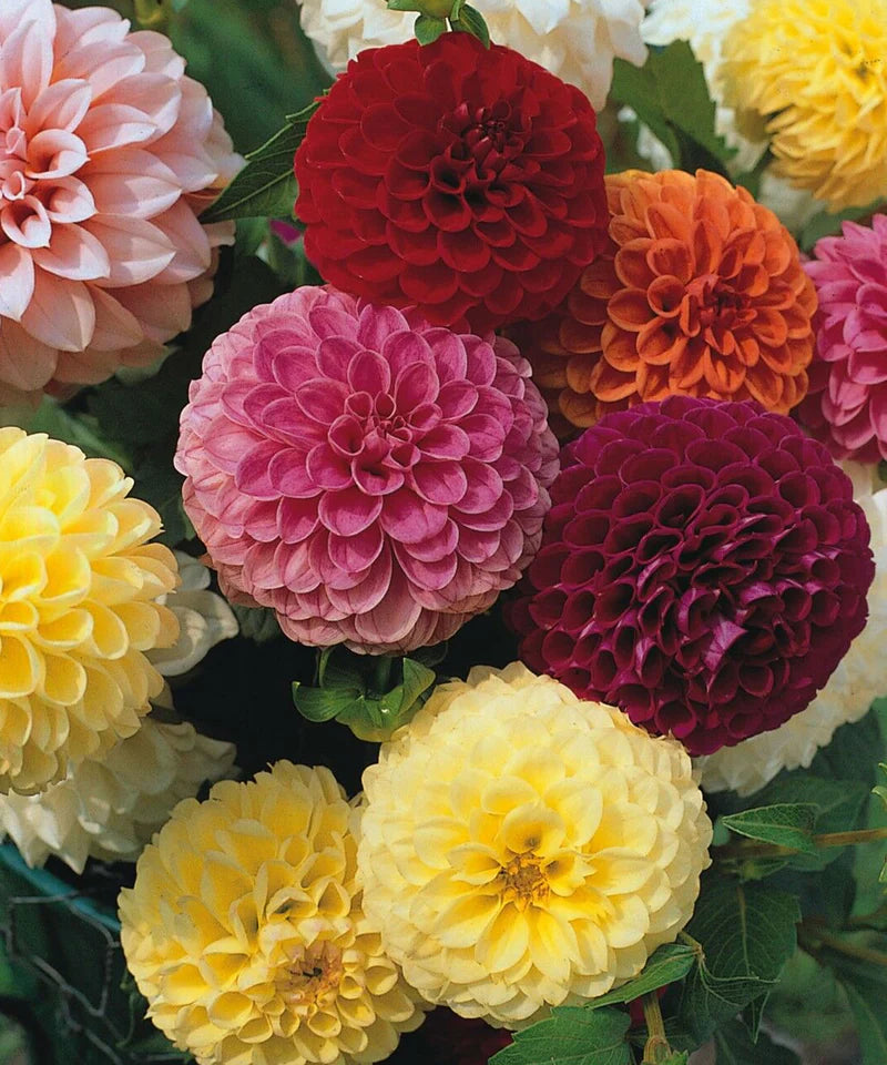 Dahlia ‘Pompone Mixed’ Seeds