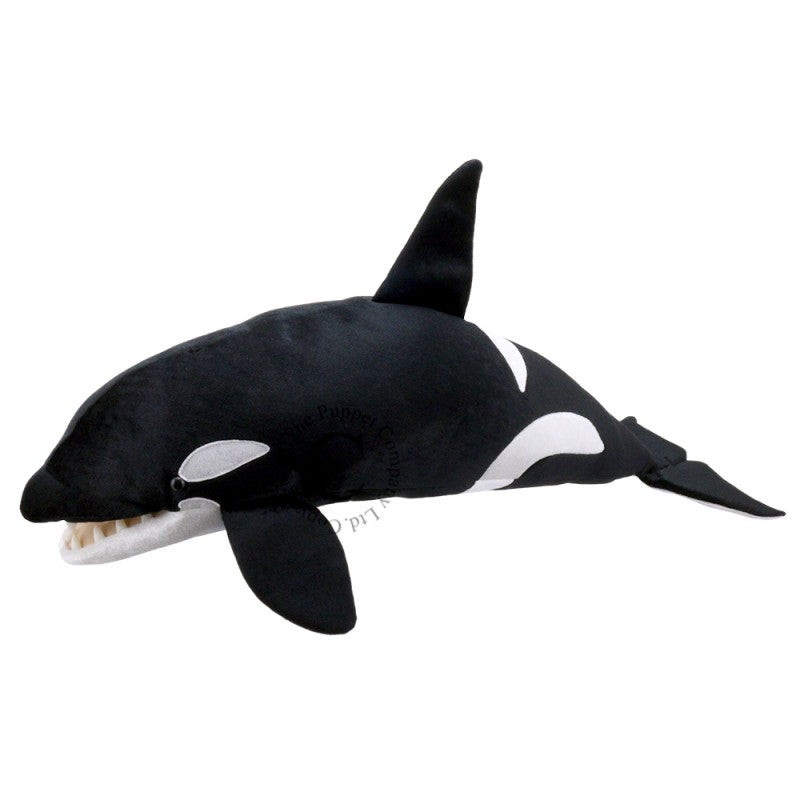 Large Creatures - Orca Whale