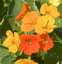 Edible Flowers Seed Set