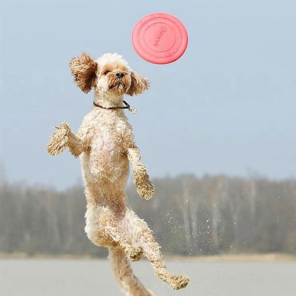 Scrunch - Foldable Flyer - Teal