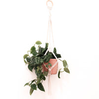 Stitch Happy - Make your own Macrame Plant Hanger Kit