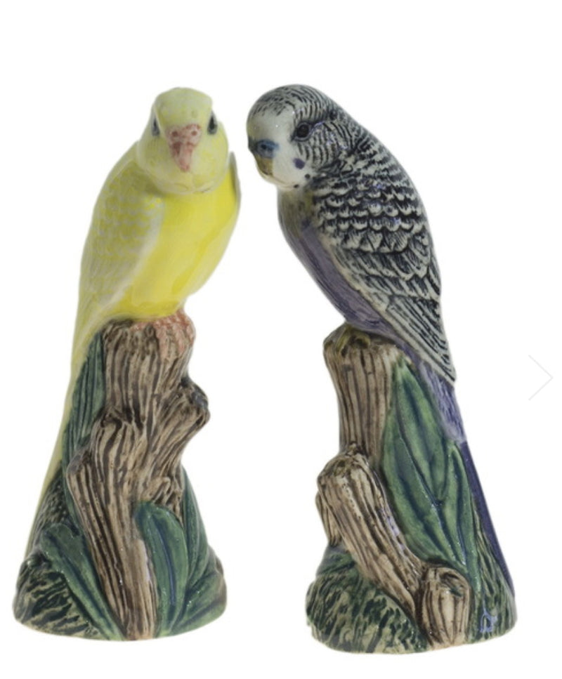Budgerigar Salt and Pepper