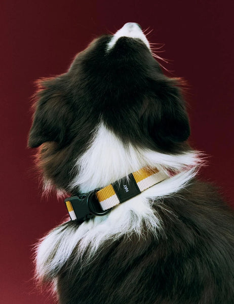 Dog Leash Flat M/L - Off White/Ochre