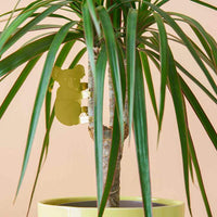Plant Animal Houseplant Decoration - Koala