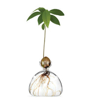 Avocado Vase Clear