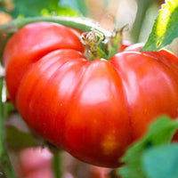 Tomato ‘Marmande’ Seeds
