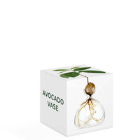 Avocado Vase Clear