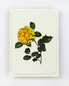 Canonbury Press - English Garden Roses: Set of 6 Notecards