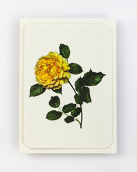 Canonbury Press - English Garden Roses: Set of 6 Notecards