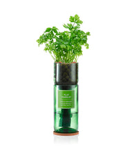Flat Parsley Kit