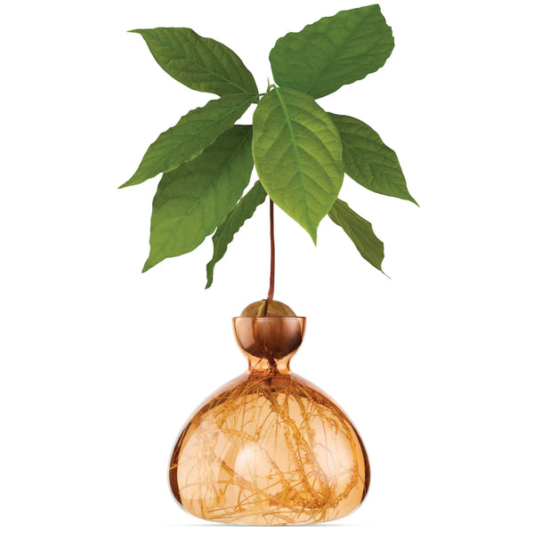 Avocado Vase - Sweet Apricot