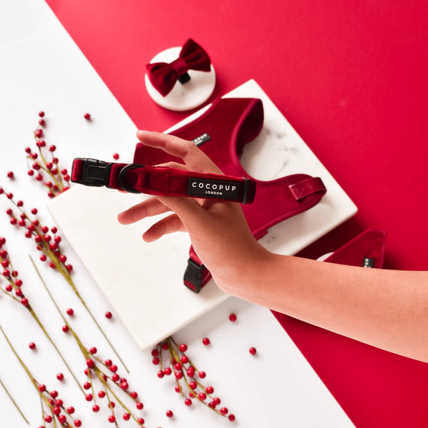 Luxe Velvet Collar - Berry Red - XS