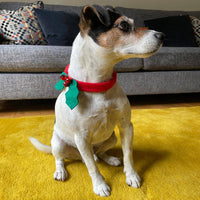 Christmas Holly Dog Accessory | Christmas Fun |
