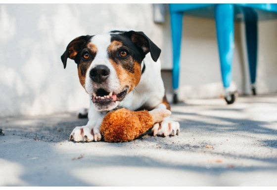 Fried Chicken Dog Toy