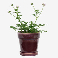 Madam Stoltz - Flowerpot with Saucer 18 x 17 cm (Purple)