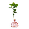 Acorn Vase -  Rose Pink