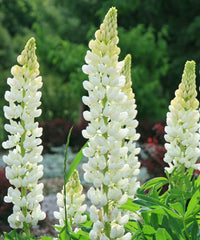 Lupin ‘Noble Maiden’ Seeds