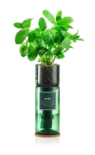 Hydro-Herb - Mint Herb Kit