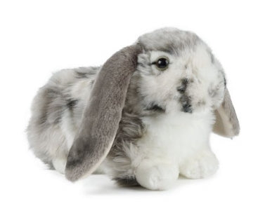 Living Nature - Grey Dutch Lop Ear Rabbit