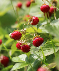 Strawberry ‘Alexandria’ Seeds