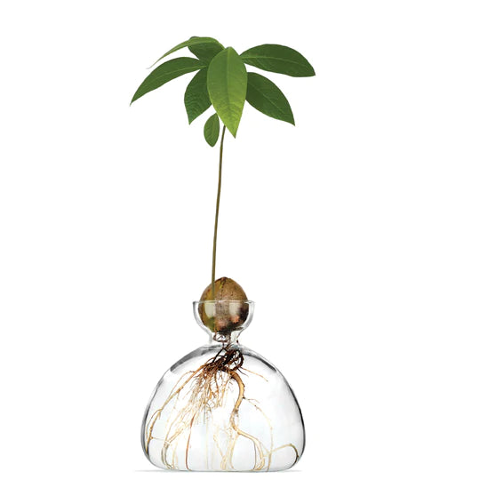 Avocado Vase - Clear