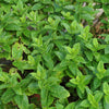 Piccolo- Moroccan Spearmint 50 seeds (Mentha Spicata)
