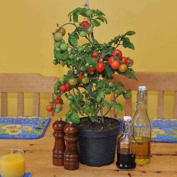 Piccolo- Tiny Tim Tomato 100 seeds (Solanum Lycopersicum)