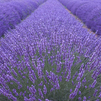 Piccolo- Munstead Blue Lavender 200 seeds (Lavandula Officinalis)