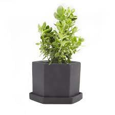 Chive - Big Hexi Pot & Saucer - Assortment