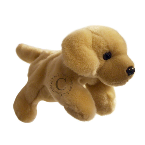 Labrador - Yellow  - Full Bodied