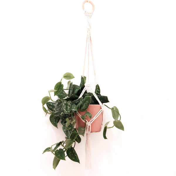 Stitch Happy - Make your own Macrame Plant Hanger Kit